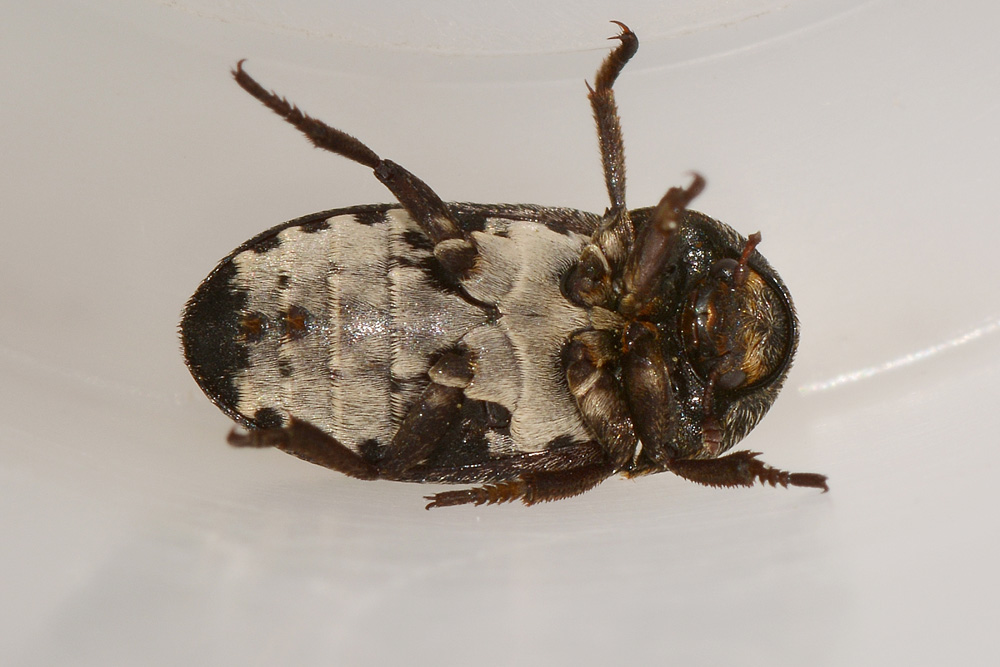 Dermestes laniarius (Dermestidae)